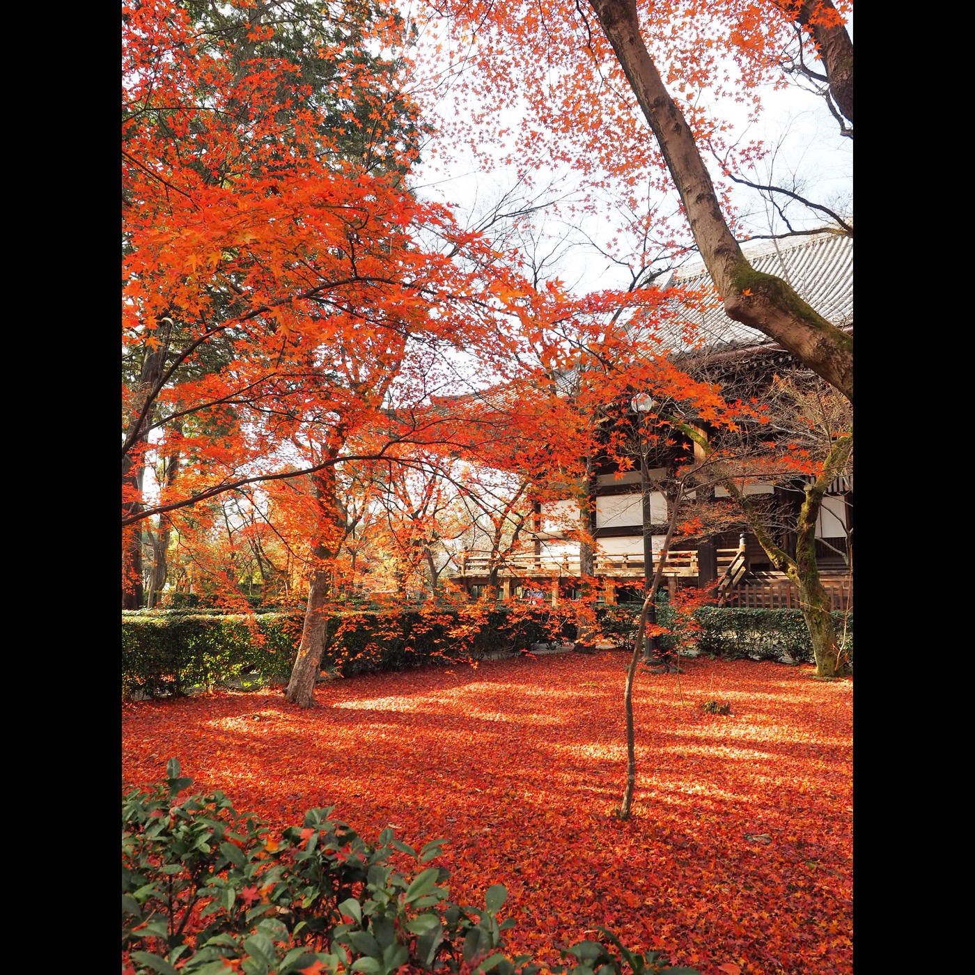 2015 日本 京阪神 神戶燈京都楓 旅行途中 - 一口冒險 Bitesized Adventure