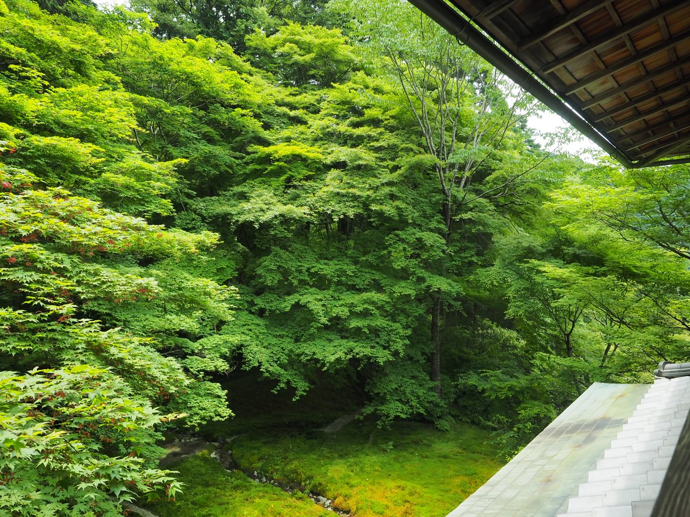 京都景點 琉璃光院 春季新綠特別拜觀 - 一口冒險 Bitesized Adventure