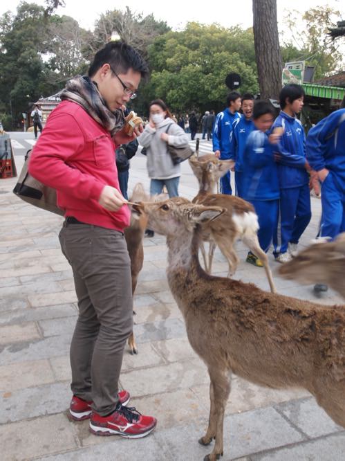 奈良景點 美麗的奈良與東大寺前激動的鹿 - 一口冒險 Bitesized Adventure