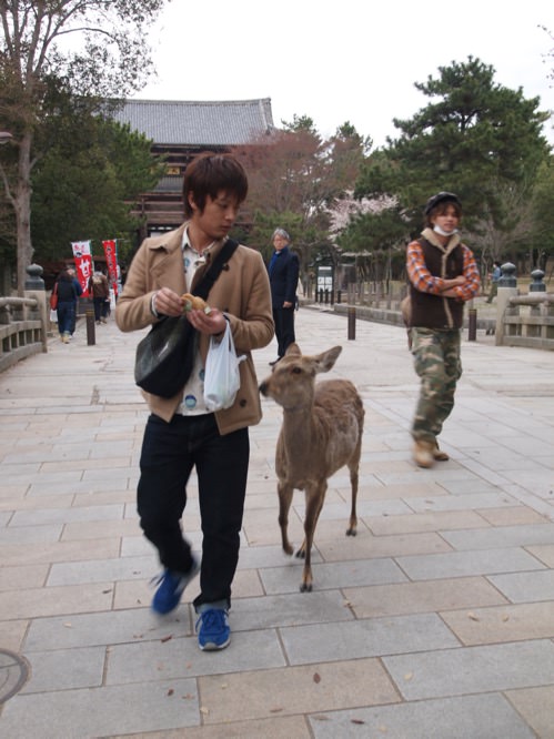 奈良景點 美麗的奈良與東大寺前激動的鹿 - 一口冒險 Bitesized Adventure