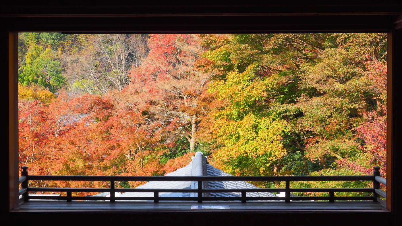 京都景點 琉璃光院 秋季紅葉特別拜觀 - 一口冒險 Bitesized Adventure