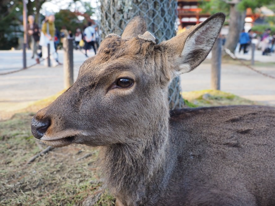 奈良景點 賞楓景點推薦 東大寺世界文化遺產、奈良公園紅葉與鹿 - 一口冒險 Bitesized Adventure