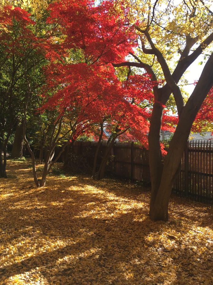 東京景點 新宿 紅葉 新宿御苑 層層疊疊的秋末風情 - 一口冒險 Bitesized Adventure