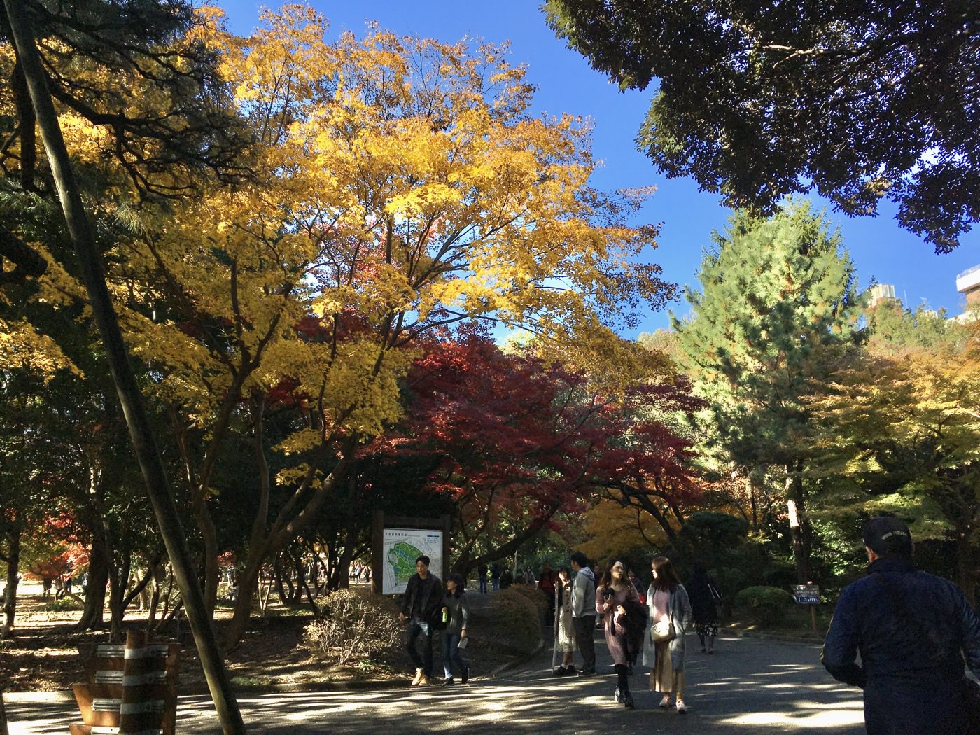 東京景點 新宿 紅葉 新宿御苑 層層疊疊的秋末風情 - 一口冒險 Bitesized Adventure