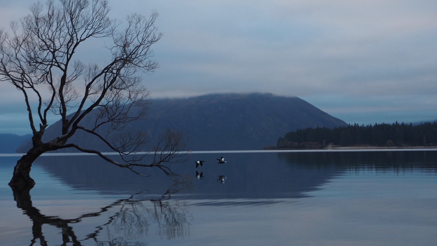 紐西蘭南島景點 Lake Wanaka 瓦納卡湖濱散步 孤獨的水中樹 - 一口冒險 Bitesized Adventure
