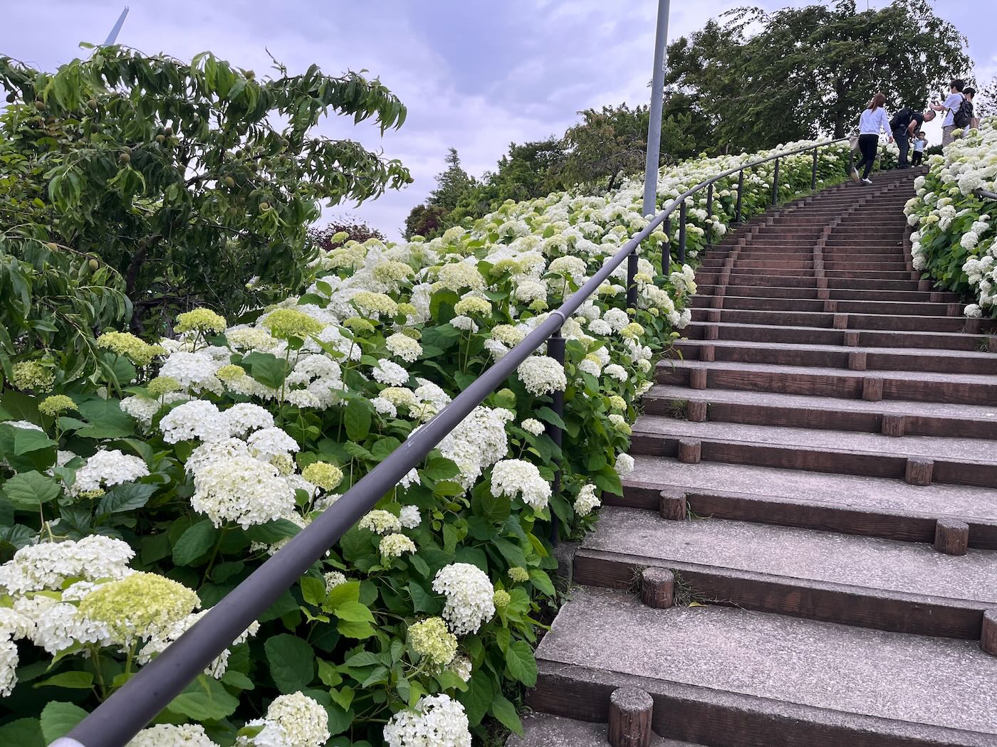 東京景點 夏季的紫陽花 台場夢之廣場 繡球花滿開 - 一口冒險 Bitesized Adventure