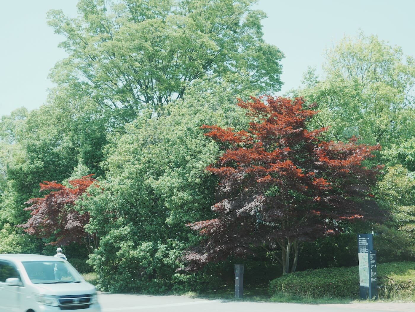 宮城景點 仙台 親子景點 三居沢交通公園騎腳踏車&定禪寺通並木 - 一口冒險 Bitesized Adventure 宮城景點 仙台 親子景點 三居沢交通公園騎腳踏車&定禪寺通並木 - 一口冒險 Bitesized Adventure