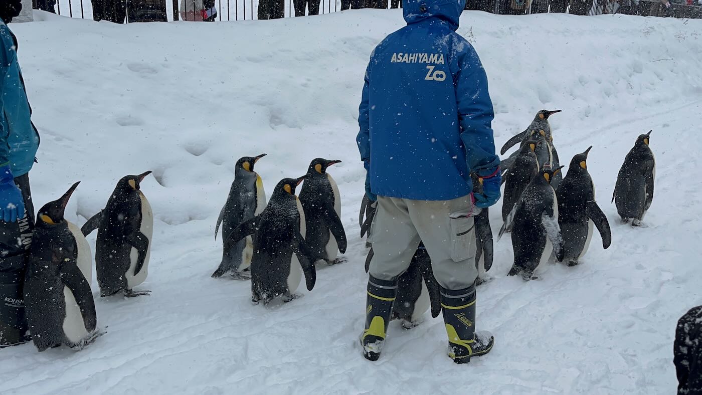 北海道景點 Klook 道央一日遊 旭山動物園企鵝散步｜白鬚瀑布｜精靈露台 - 一口冒險 Bitesized Adventure