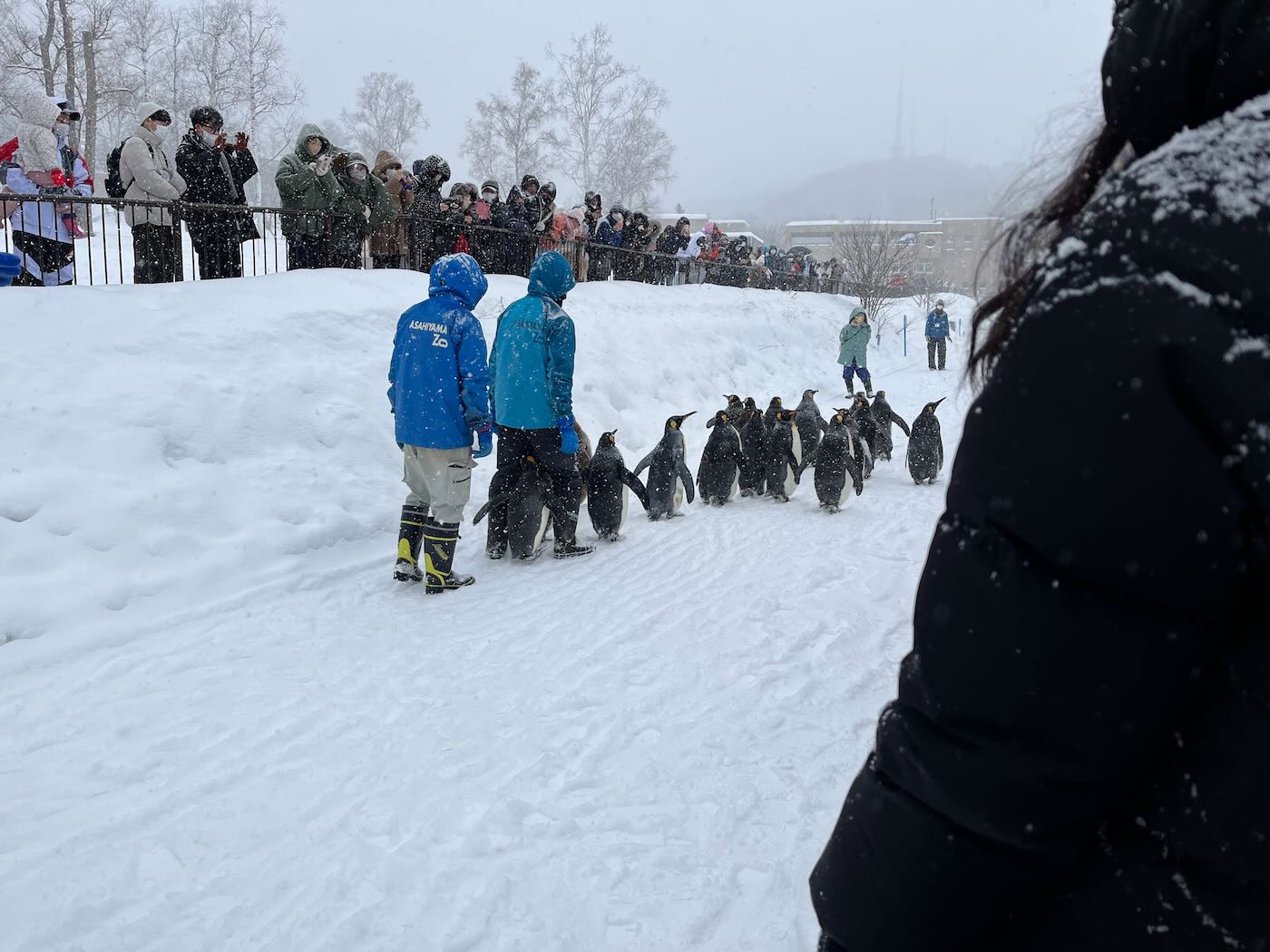 北海道景點 Klook 道央一日遊 旭山動物園企鵝散步｜白鬚瀑布｜精靈露台 - 一口冒險 Bitesized Adventure