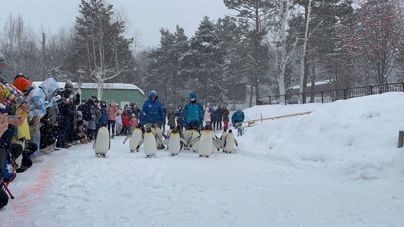 北海道景點 Klook 道央一日遊 旭山動物園企鵝散步｜白鬚瀑布｜精靈露台 - 一口冒險 Bitesized Adventure