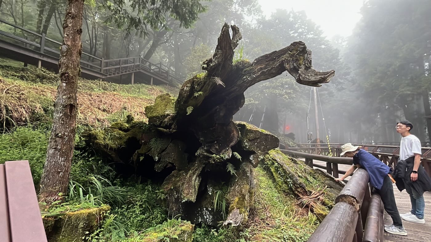 嘉縣住宿 阿里山鄉 十字鳴心旅宿 迷霧四人房 - 一口冒險 Bitesized Adventure